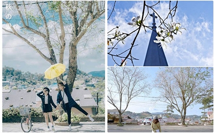 THÁNG 1 HOA BAN ĐÃ NỞ TRẮNG TRỜI, ĐÀ LẠT ĐẸP TỰA NHƯ MỘT